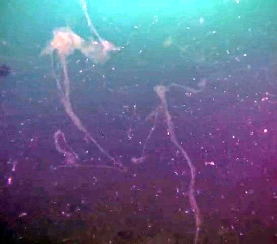 Kabus geri döndü: Sessiz ve derinden ilerliyor! Üniversiteden bilim insanları çalışma başlattı 23